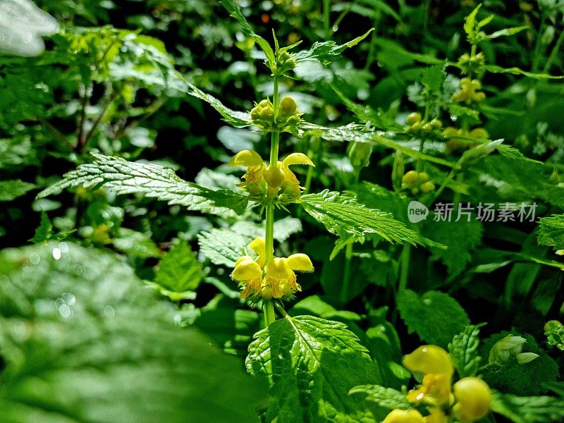 Lamium galedolon(黄色大天使)